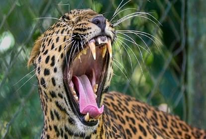 Pithoragarh News leopard Attack on seven year old girl and dragged her