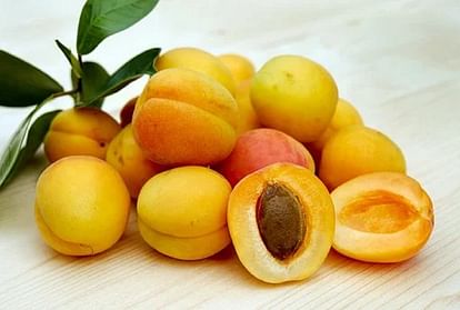 Apricot fruit store in hindi