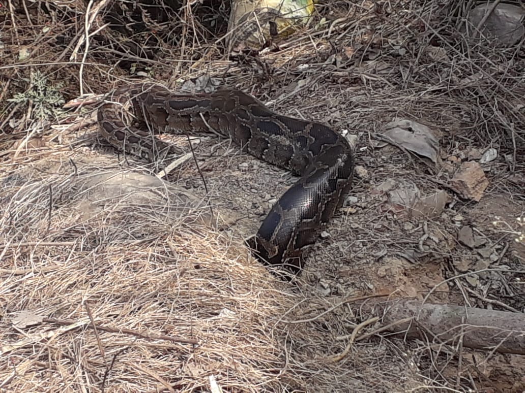 python came out near the road
