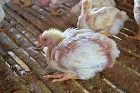 bird flu terror