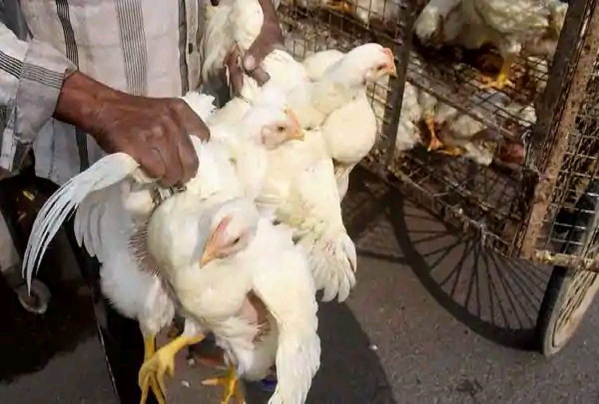 Avian Influenza, Bird flu has been confirmed in 12 States