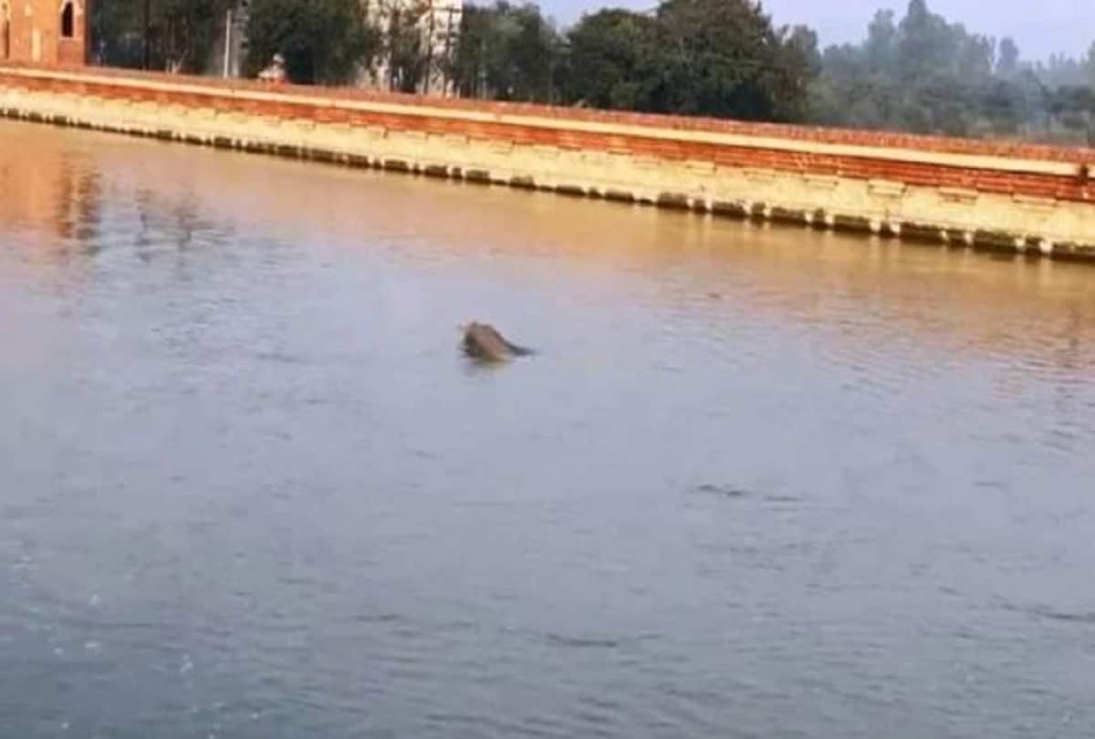 Dolphin Found In Hazara Canal Near Jhal Bridge Kasganj Nes