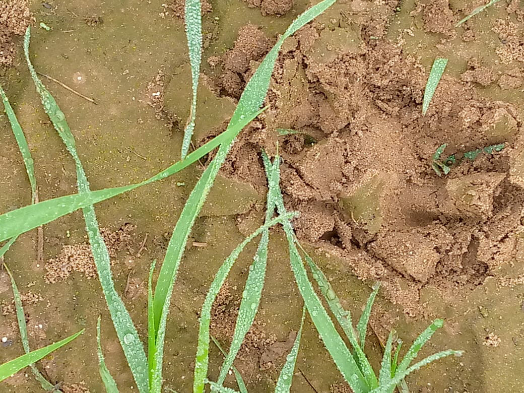 tiger terror