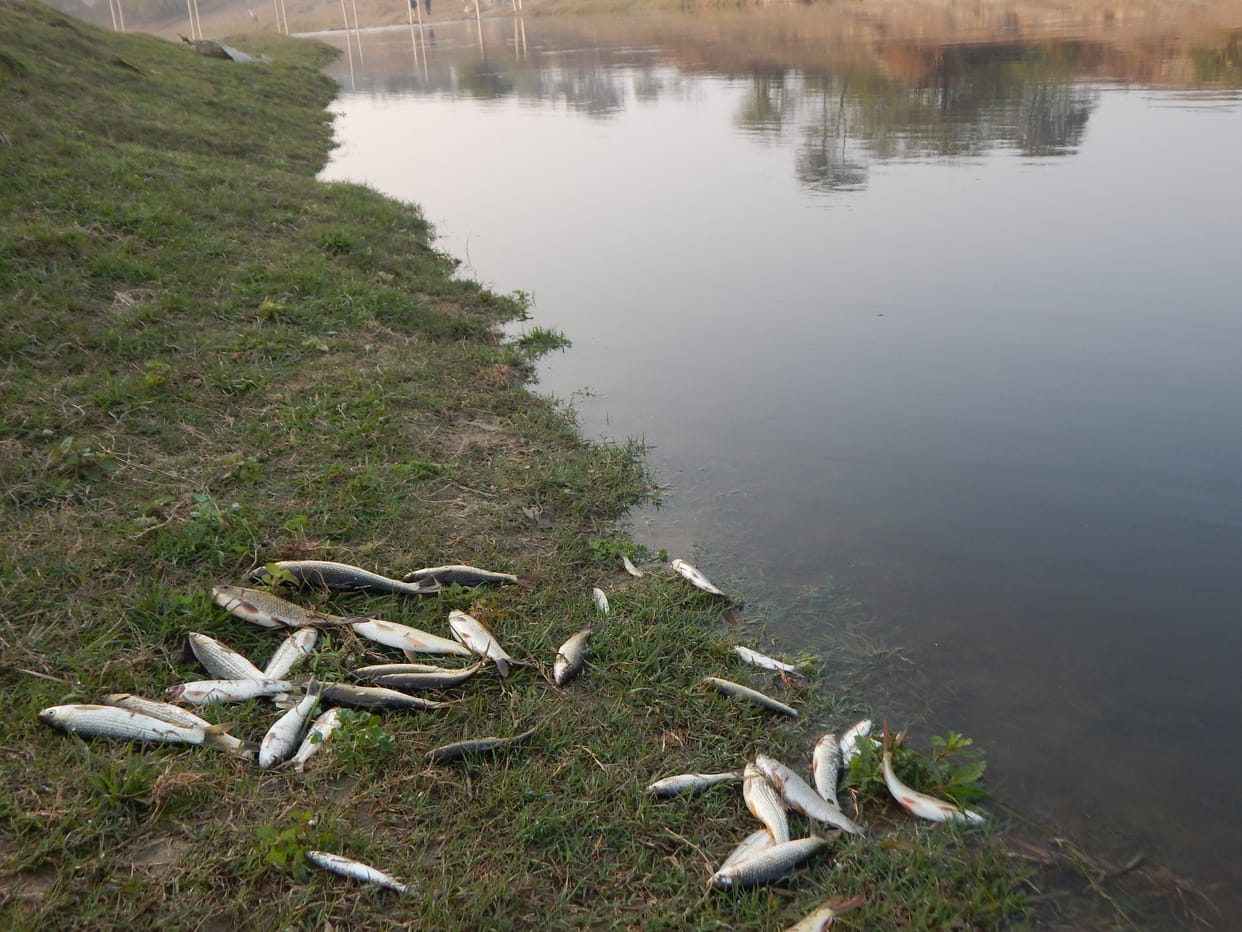 Black water came in Rind river, thousands of fish died