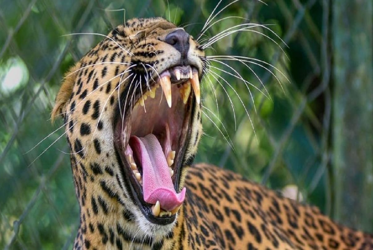 leopard in bawe area of jammu-kashmir, people are in fear