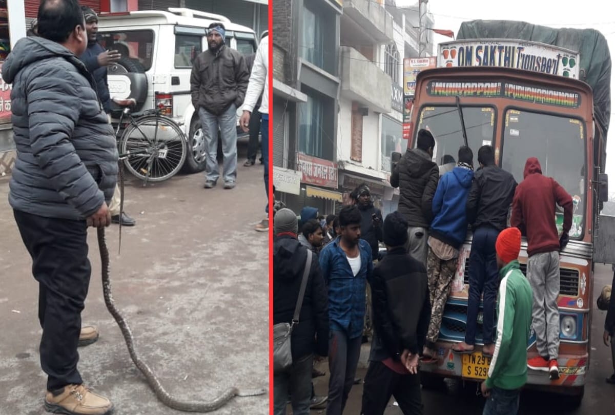 Eight feet long snake found in truck at India Nepal border