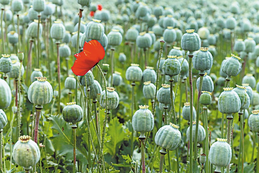 Person arrested with 13 kg poppy at Bhatiyan Nalagarh