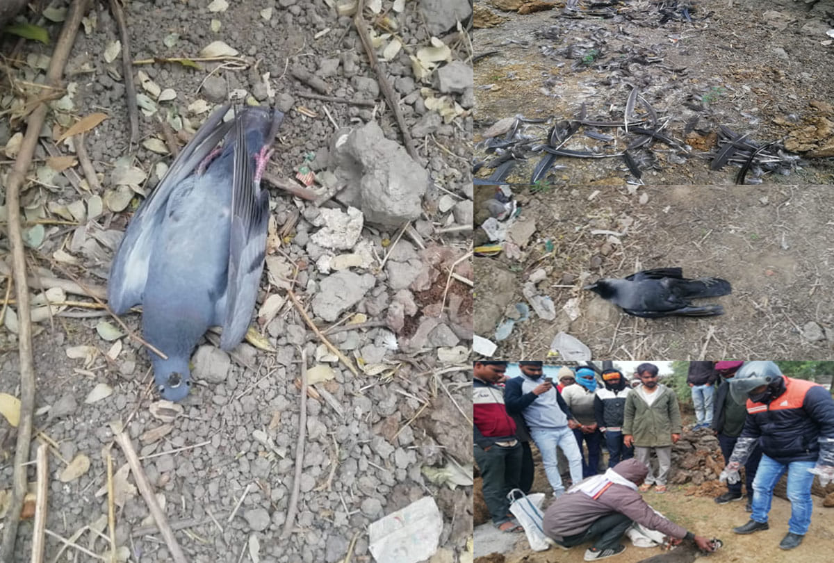 Bird flu: Peacock, crow and pigeon found dead in Jalaun