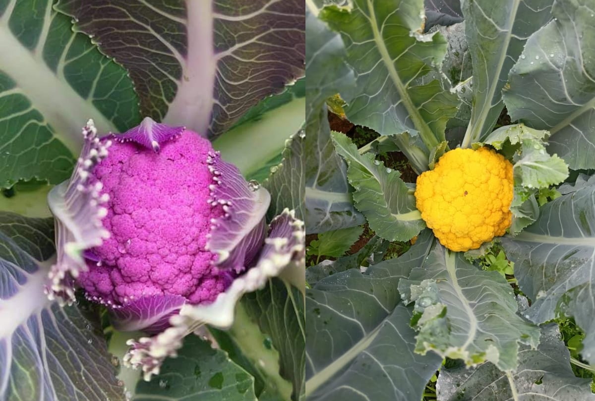 Yellow and purple colored cabbage planted in Gorakhpur