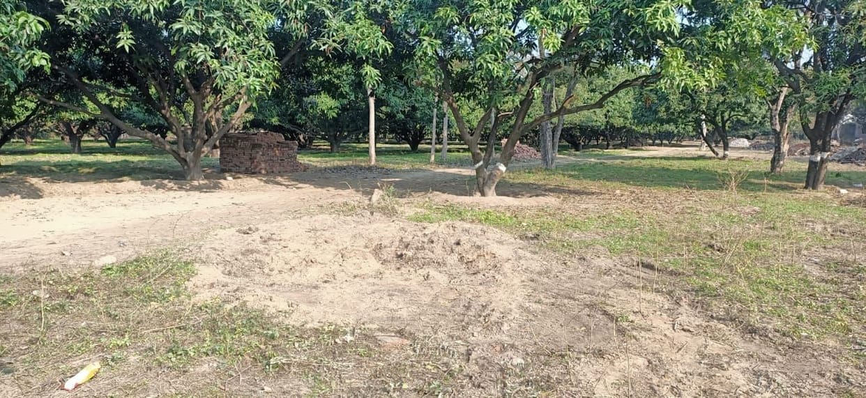 Three sued for cutting fruitful trees