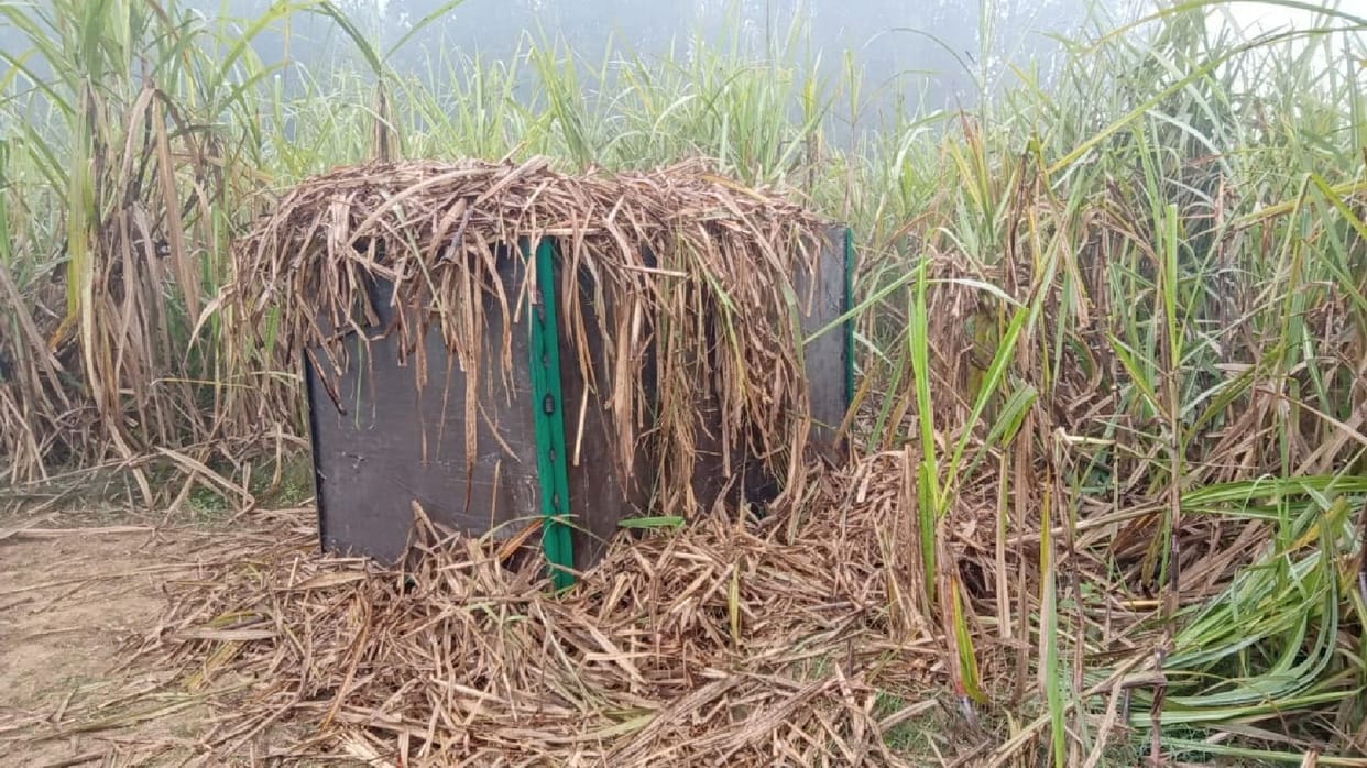 Cage planted in Raghunathpur to catch tigress