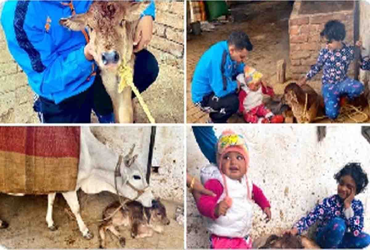 cow calf Born in Auraiya DM residence
