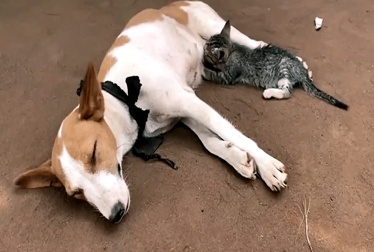 nigeria kitten feed milk from dog video goes viral