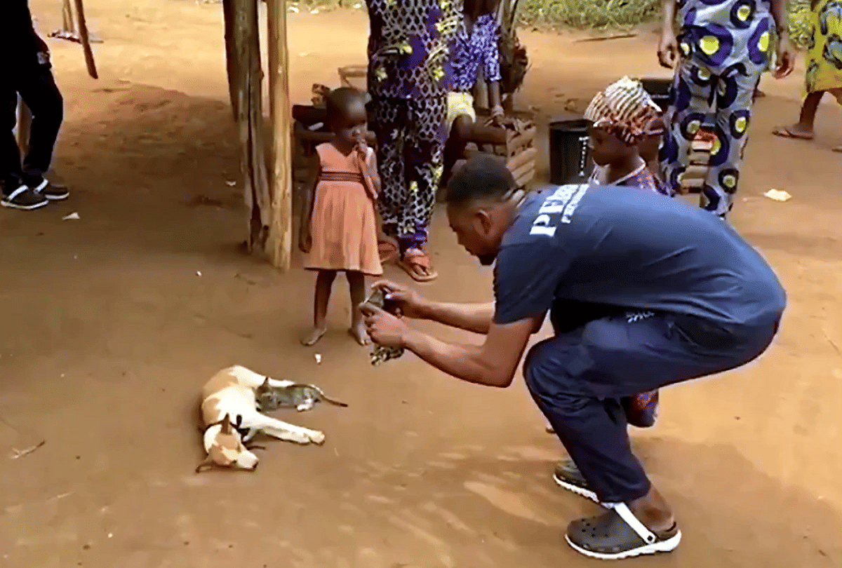 nigeria kitten feed milk from dog video goes viral