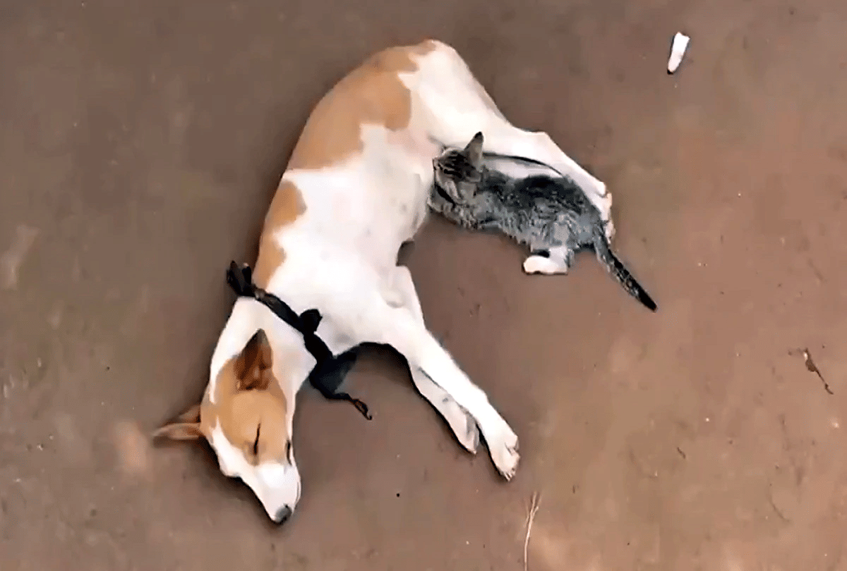 nigeria kitten feed milk from dog video goes viral