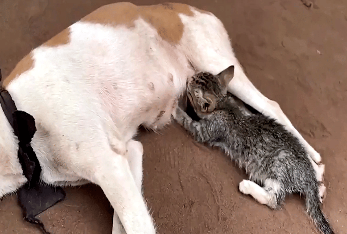 nigeria kitten feed milk from dog video goes viral