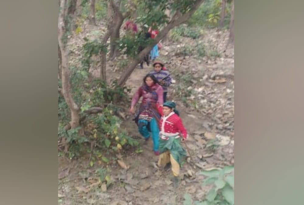 Haldwani News: Tiger attack on two women in forest during cutting grass photos
