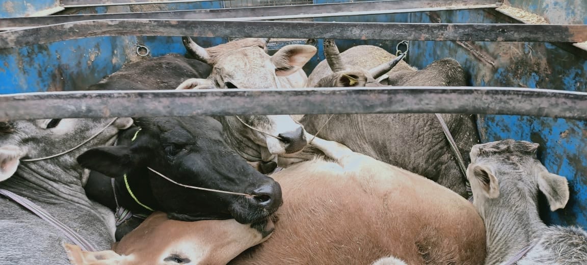 Police caught a vehicle full of animals