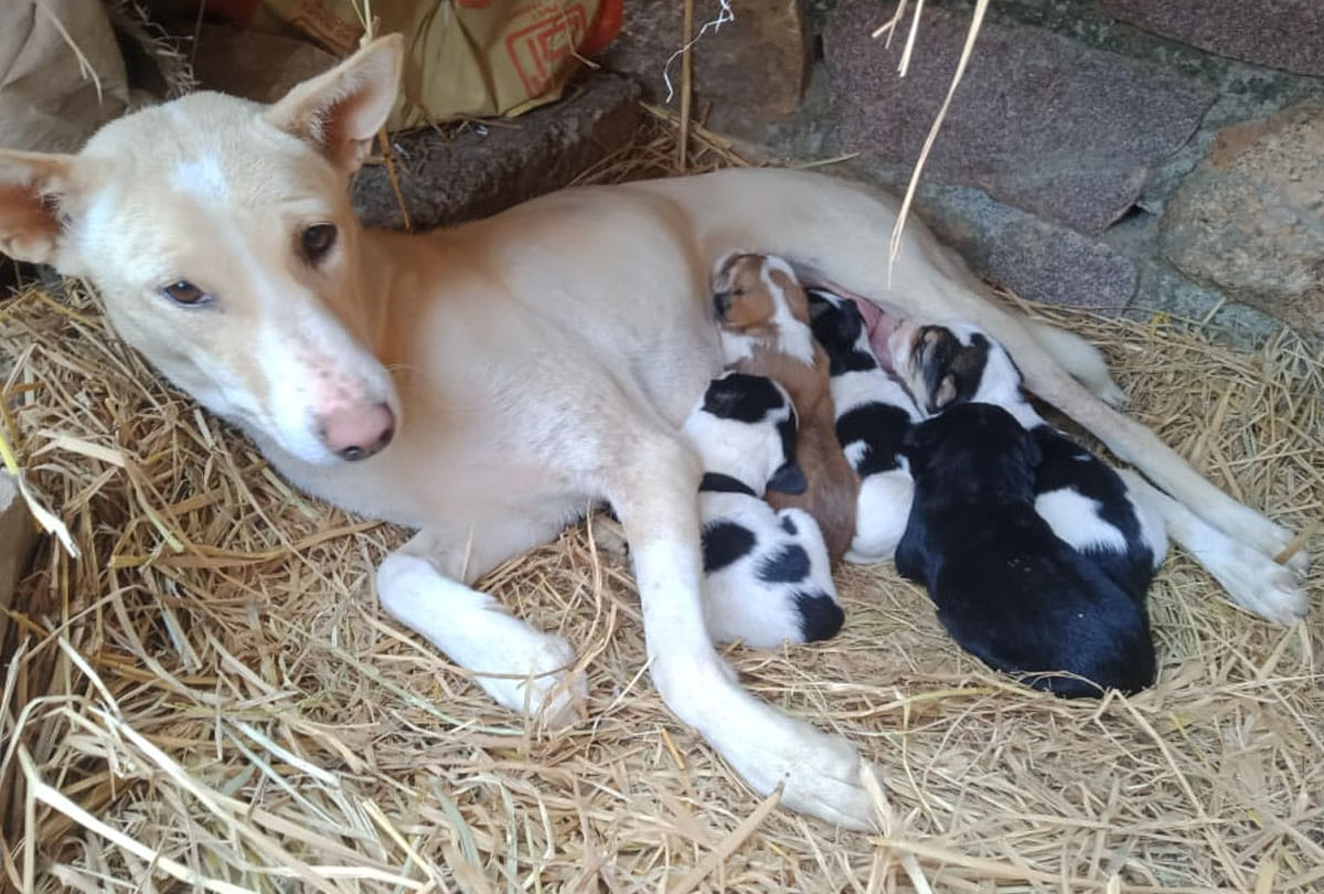 example of Animal love in chitrakoot up