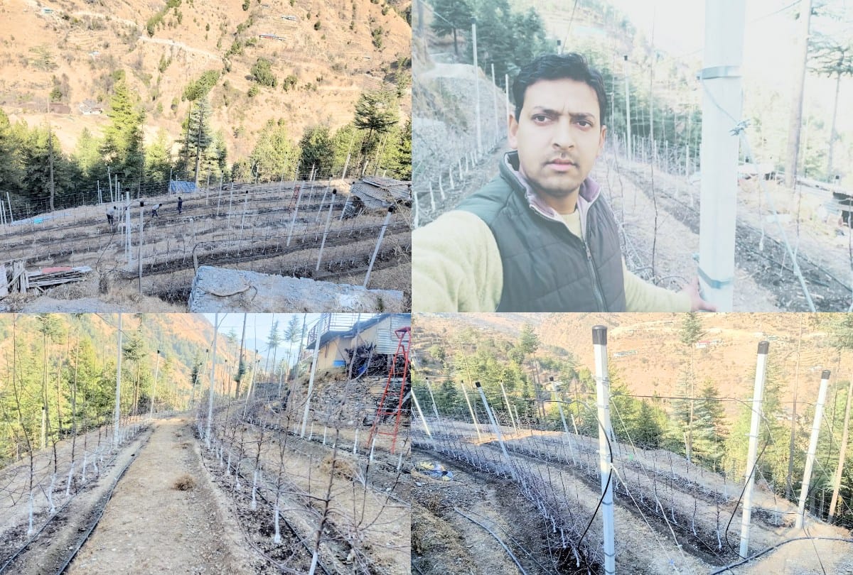 Horticulture craze among youngsters, not only apple plants, cement poles also brought from Italy