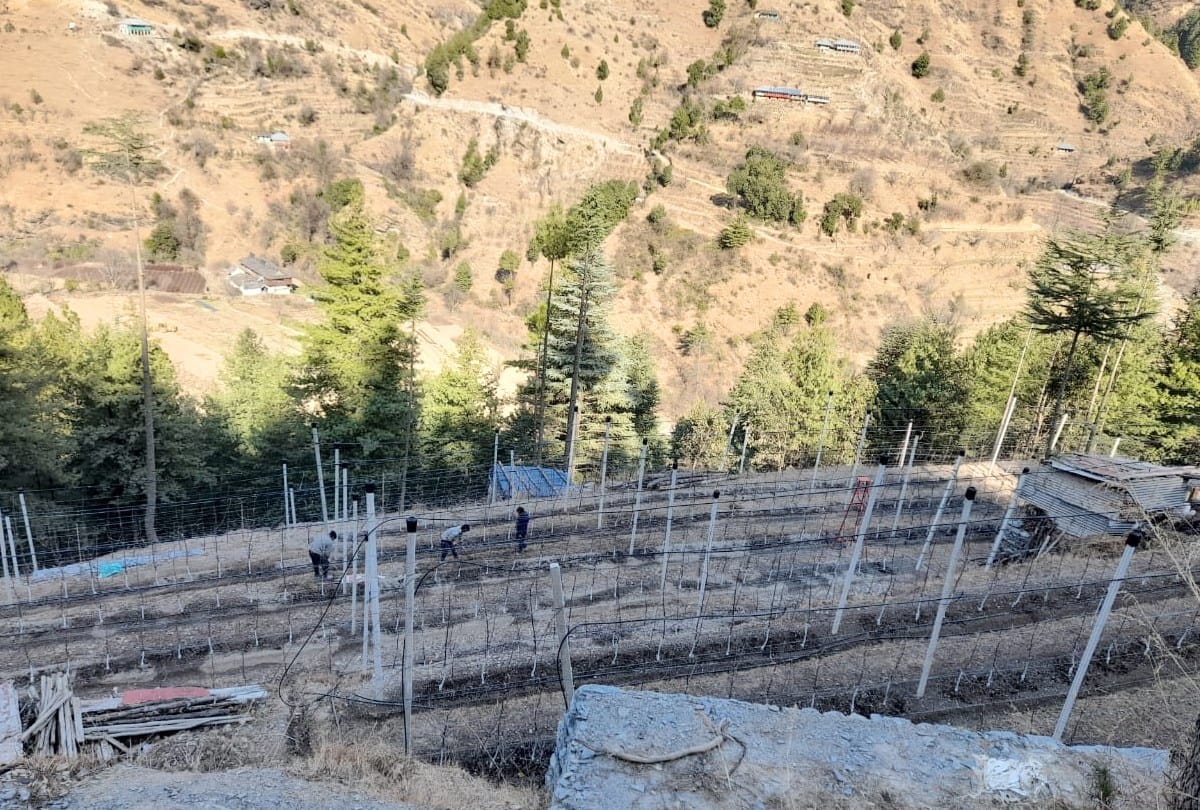 Horticulture craze among youngsters, not only apple plants, cement poles also brought from Italy