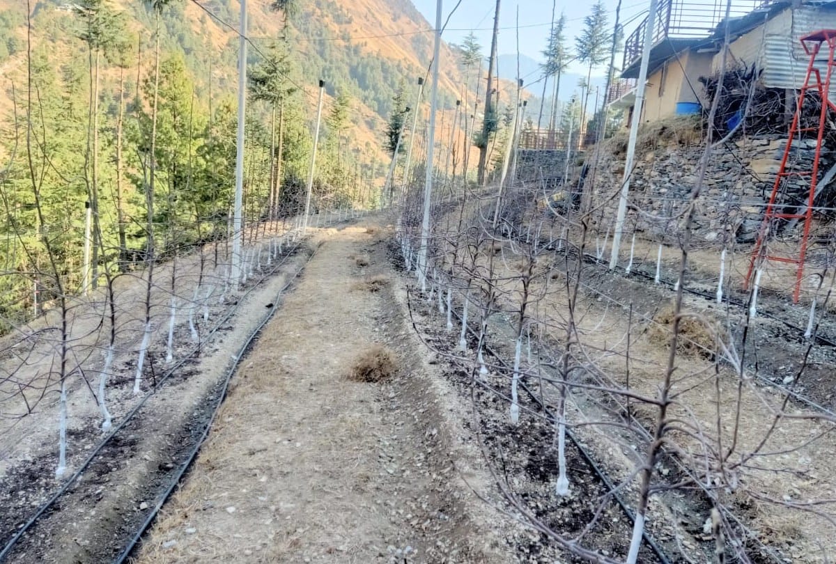 Horticulture craze among youngsters, not only apple plants, cement poles also brought from Italy