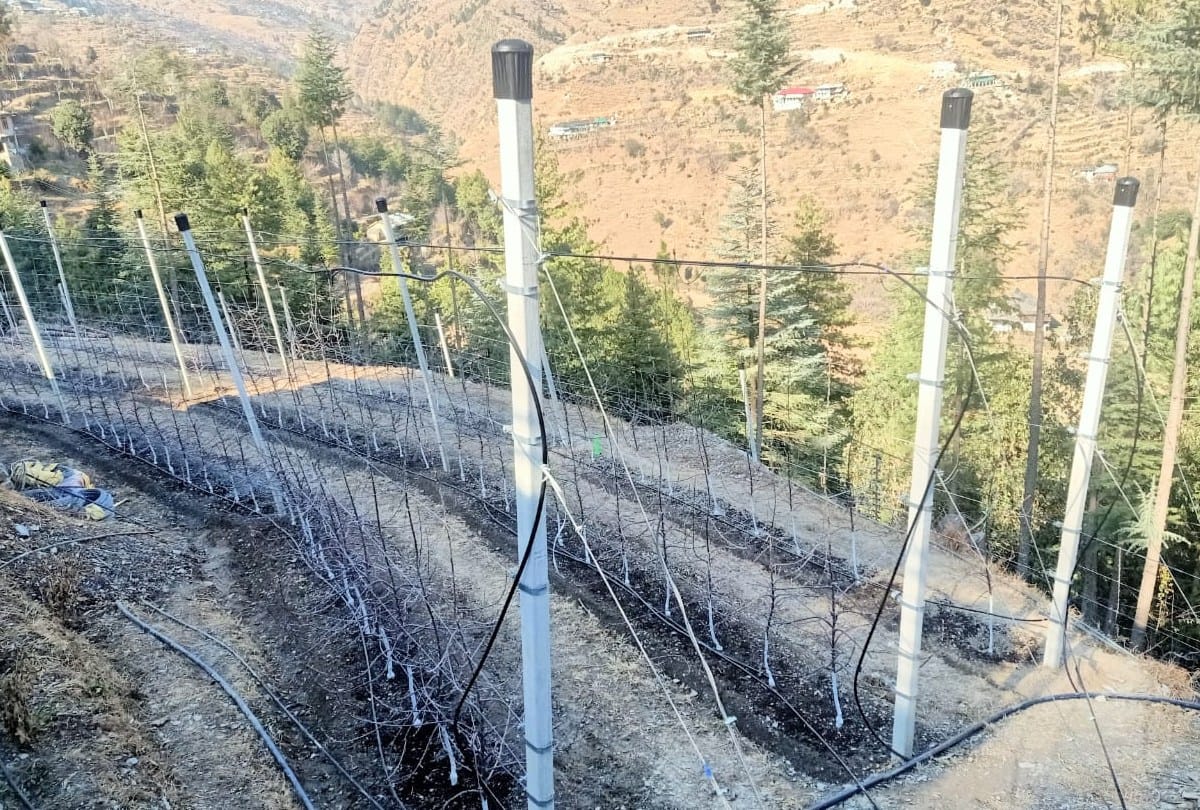 Horticulture craze among youngsters, not only apple plants, cement poles also brought from Italy