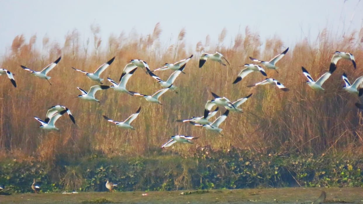 Bird Festival at Hyderpur Wetland from February 2