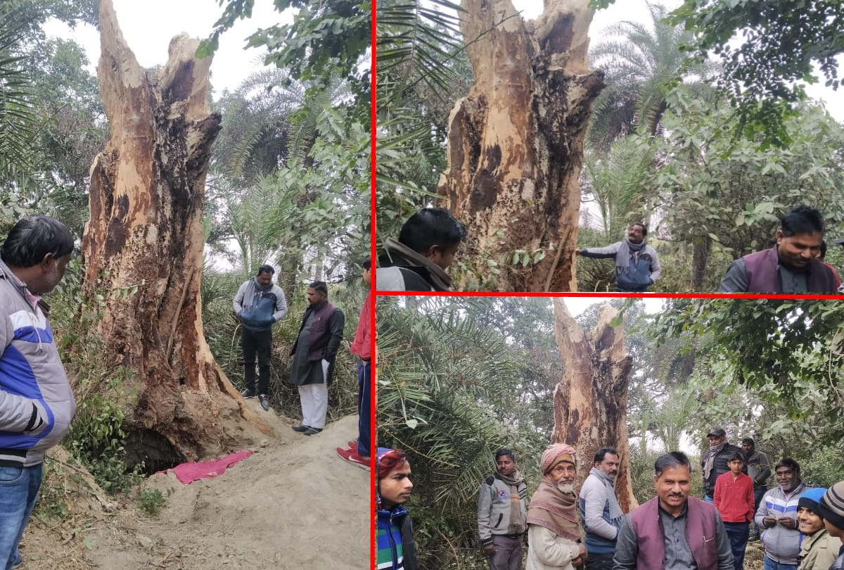 Four years ago fallen peepal tree stands erect in basti