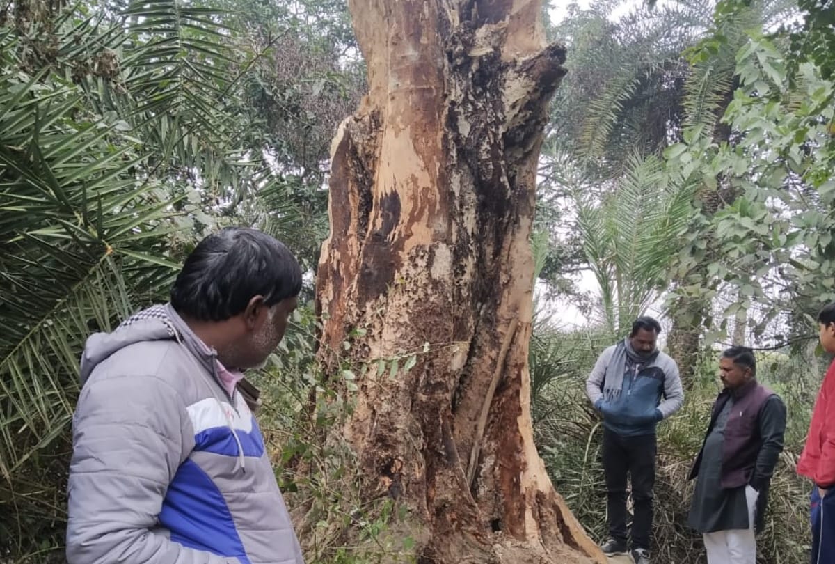 Four years ago fallen peepal tree stands erect in basti