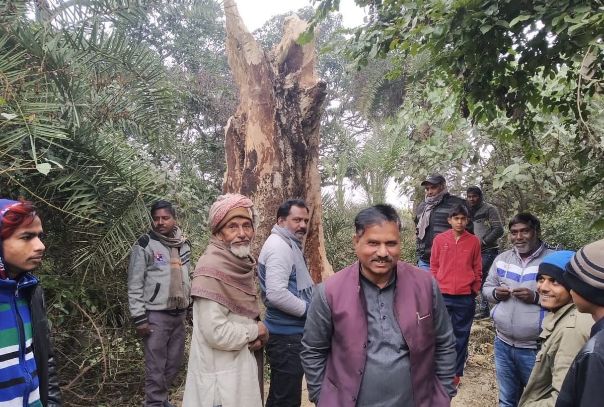 Four years ago fallen peepal tree stands erect in basti