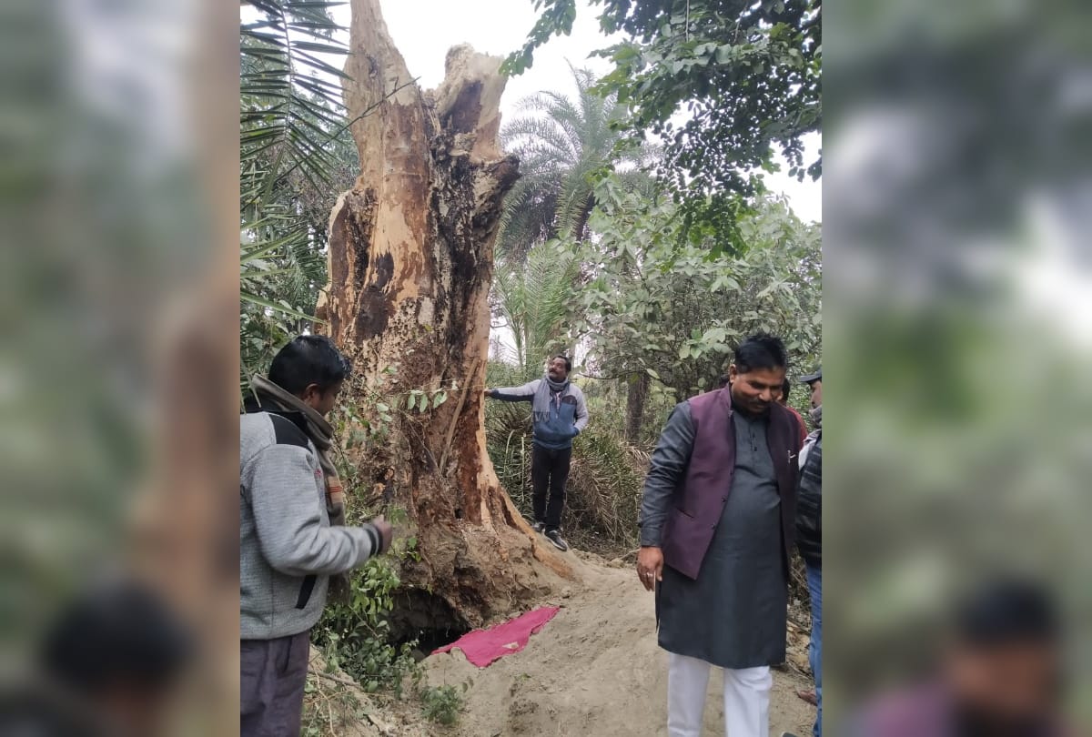 Four years ago fallen peepal tree stands erect in basti