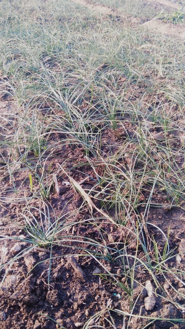 Kesar Farming in Ranikhet