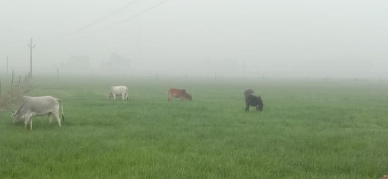 crops,anna animal,fathepur news,stroke,licking