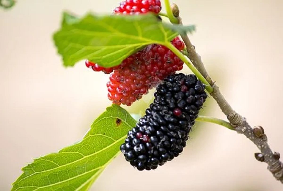 Health benefits of Mulberry or Shahtoot in hindi