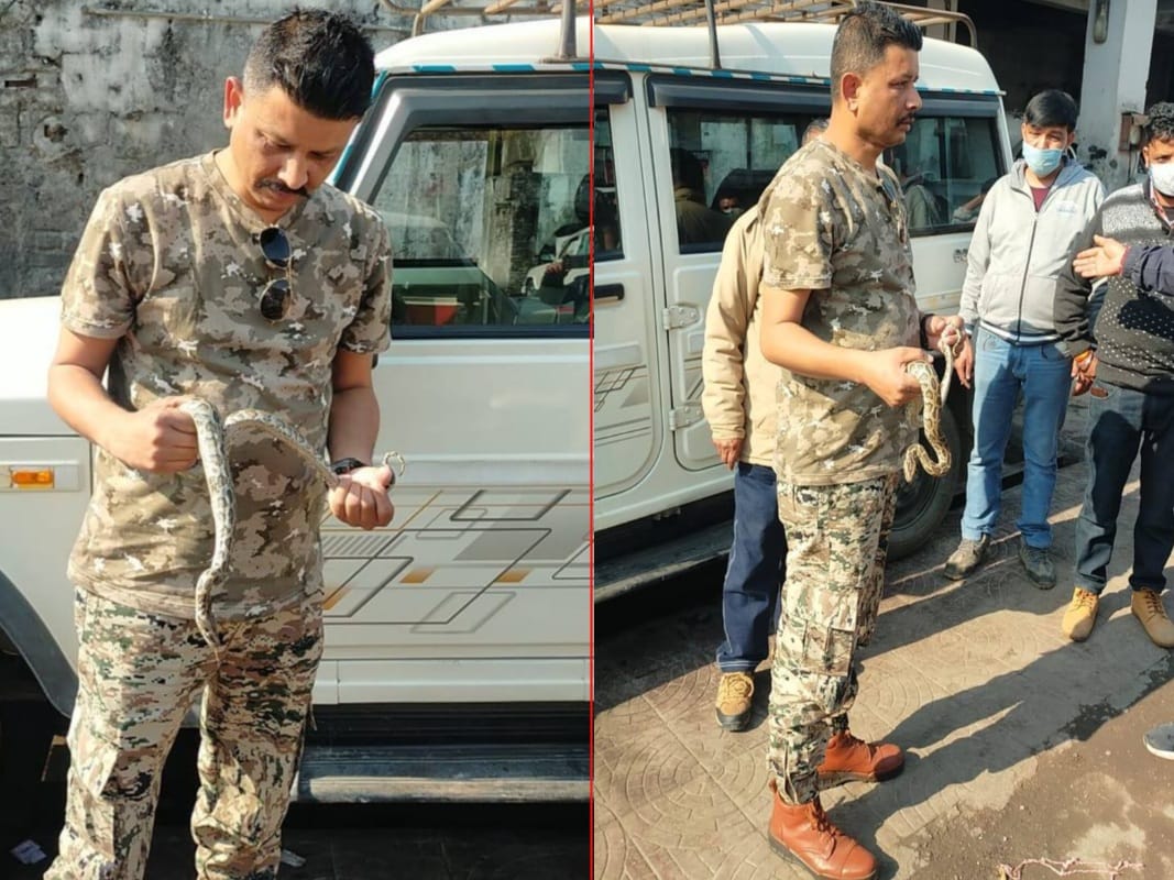 uttarakhand news : python travel in government vehicle from three days photos