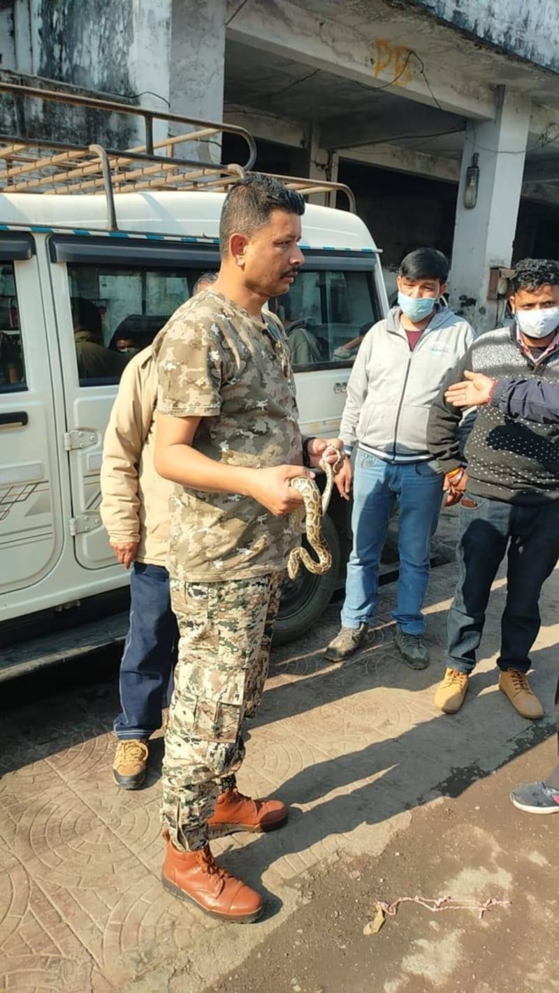 uttarakhand news : python travel in government vehicle from three days photos