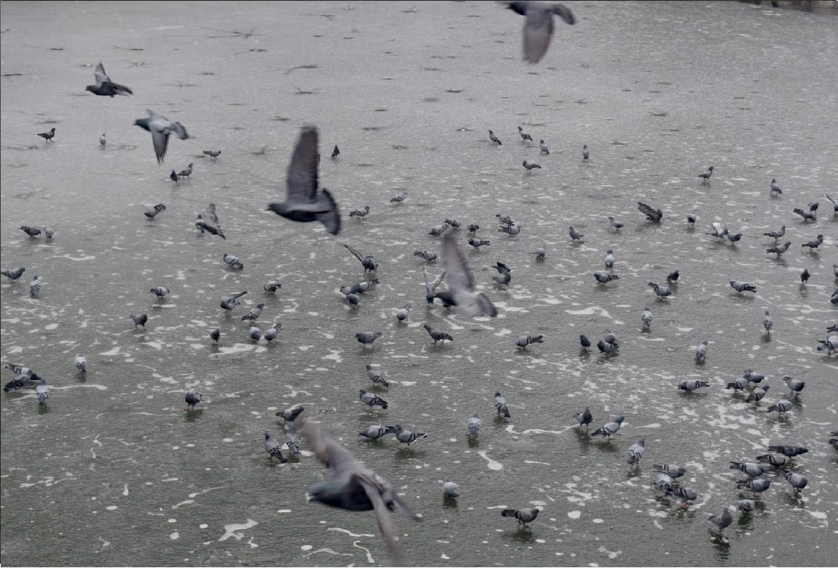 Weather Forecast Today Update in Jammu Kashmir News, snowfall in srinagar