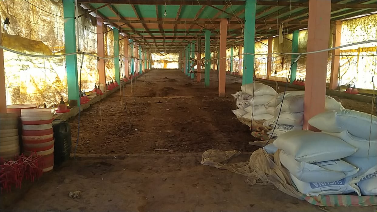 Bird flu found in Amkheda, four thousand chickens died in chicken farm