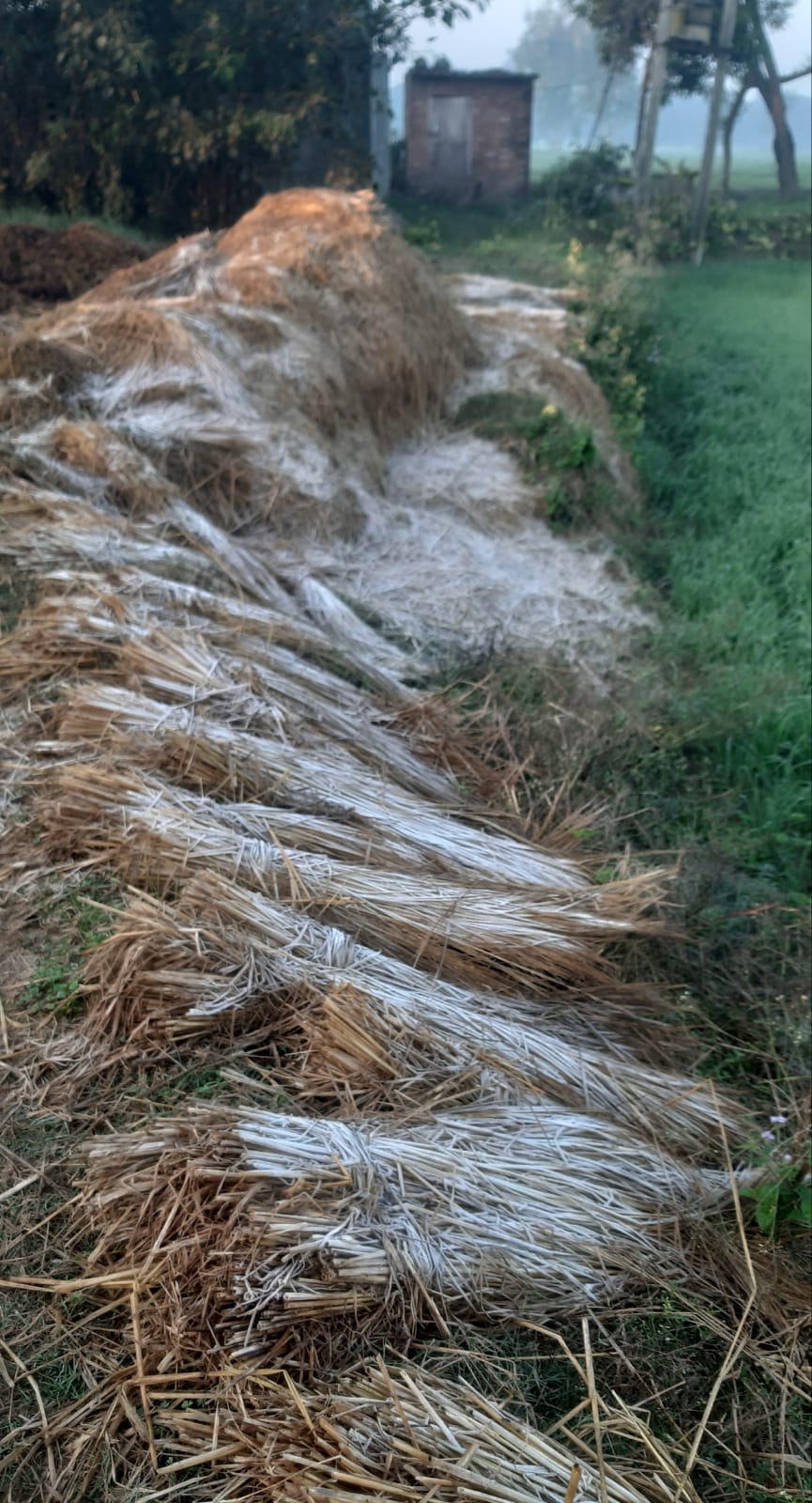 Frost increases concern, damage to vegetables and mango crop
