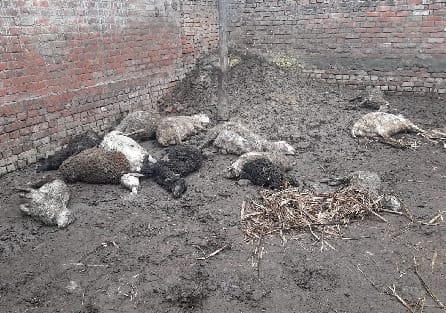 16 sheep found dead, 17 injured, tiger-leopard attack in the fence