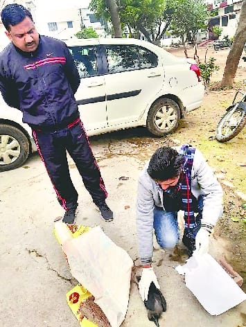 Crow found dead in Staffanagar, death confirmed by cold