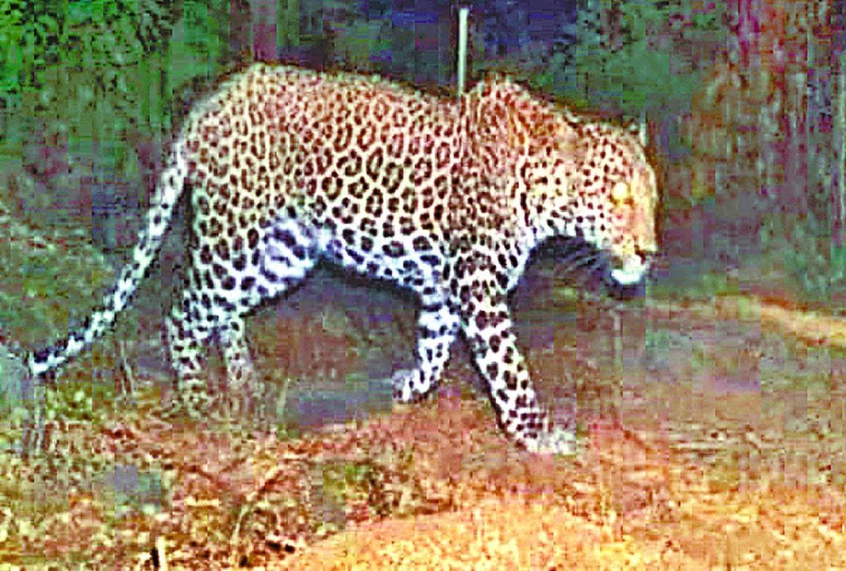 Guldar terror in Deoghar range