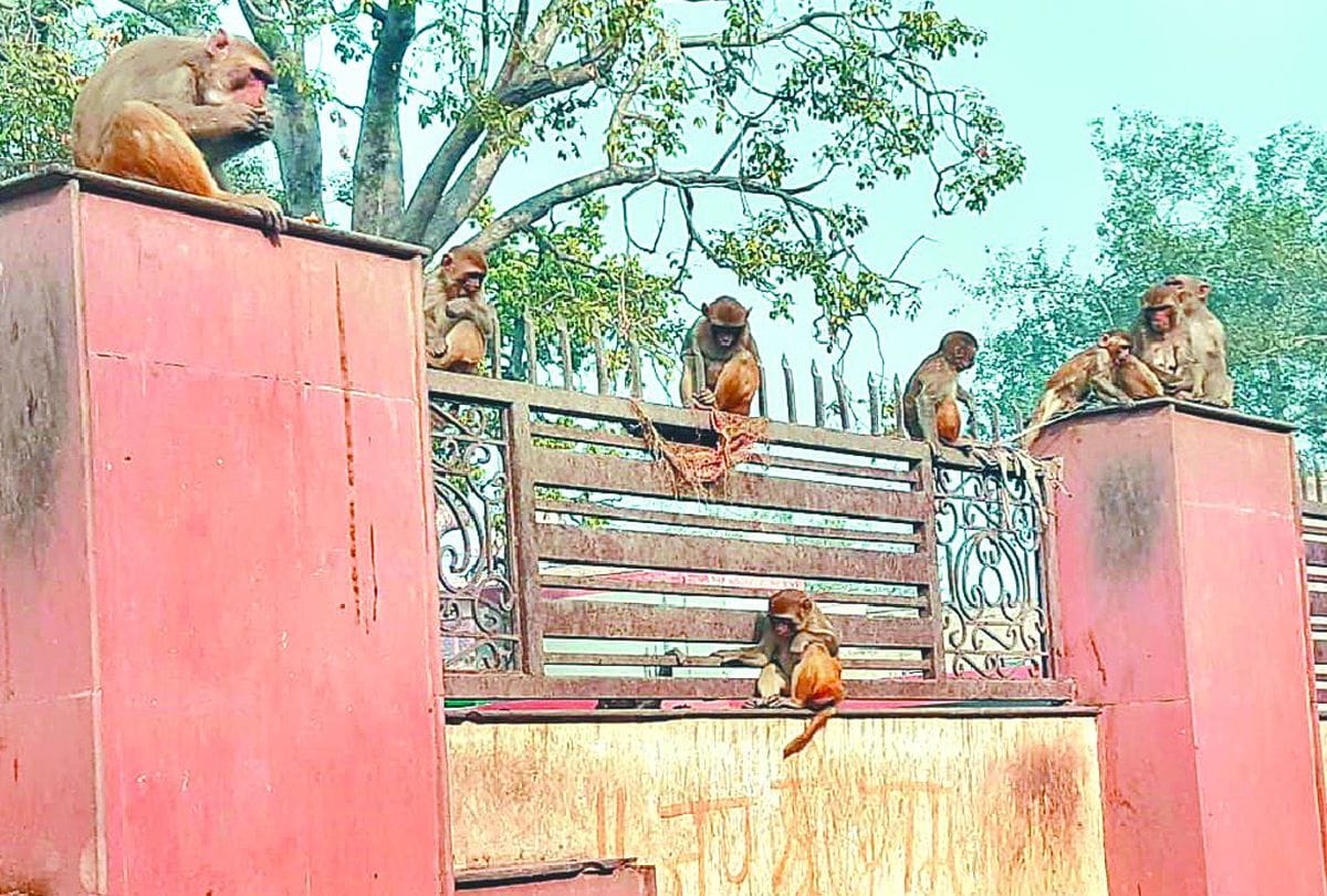 Monkeys Terror In State Bank Of India Baldev Mathura