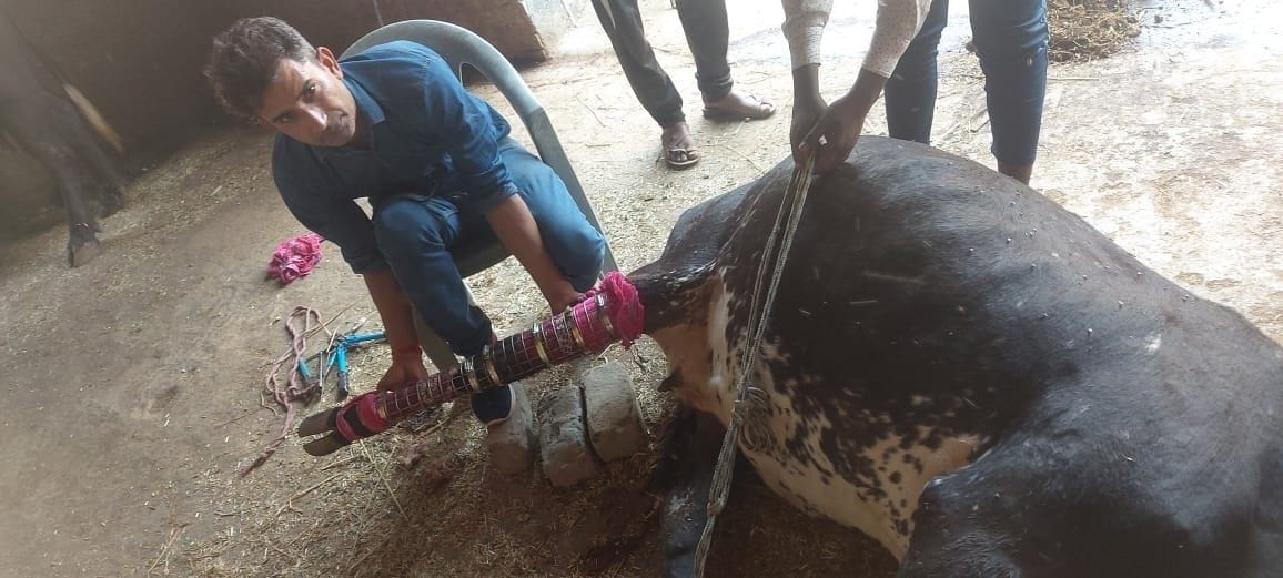 Balwant Bar Sucare technology will easily connect the bones of animals without tearing