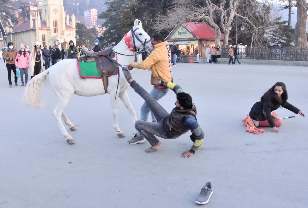 Shimla Himachal News:Tourist couple fell down while horse riding at shimla ridge maidan