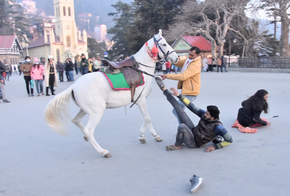 Shimla Himachal News:Tourist couple fell down while horse riding at shimla ridge maidan