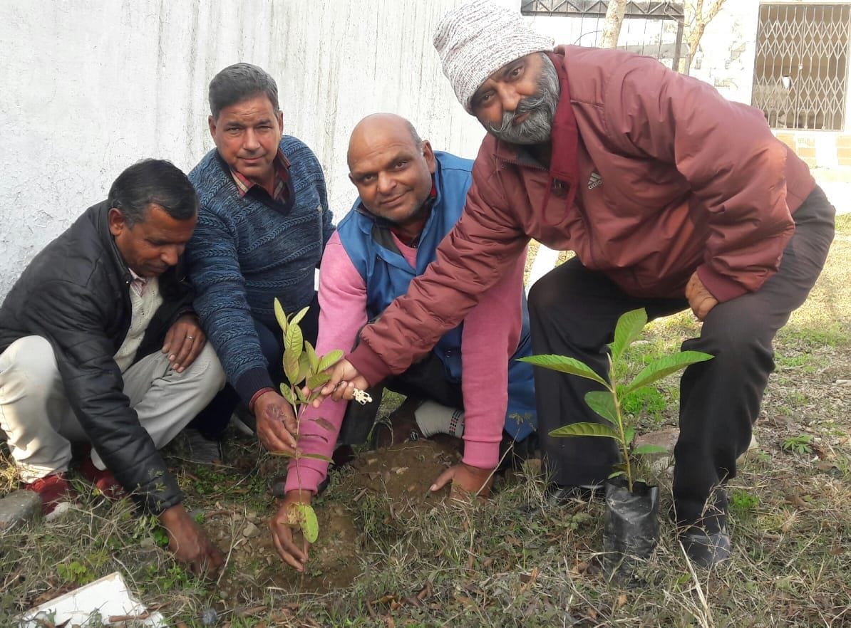 tree plantation