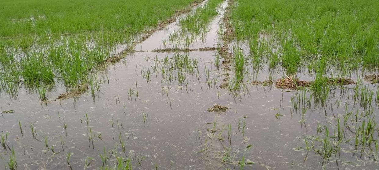 Dozens of farmers drown crop due to canal overflow