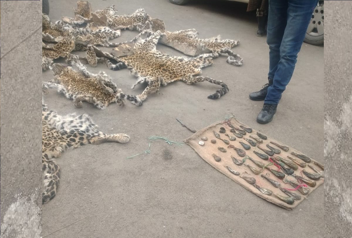 jammu kashmir Police along with wildlife team raided, Skin of animals recovered in Anantnag
